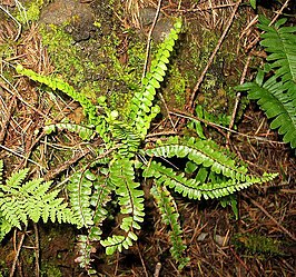 Asplenium anceps