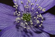 Pistils are clustered, short and numerous and surrounded by 30 to 75 much longer stamens. Below the flower are five to eight petal-like sepals.