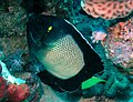 Arabian Smoke-Angelfish.jpg