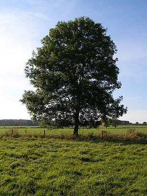 Ash Tree - geograph.org.uk - 590710