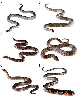 A. carrioni (a, b), A. duboisi (c), A. dunni (d, e), A. elaps (f)