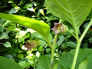 English: The flowers of Atropa belladonna