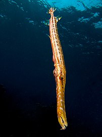 Une trompette tachetée photograhiée au large d'Haïti. (définition réelle 1 803 × 2 400)