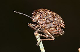 Austrotichus rugosus