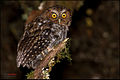Bare-shanked screech owl