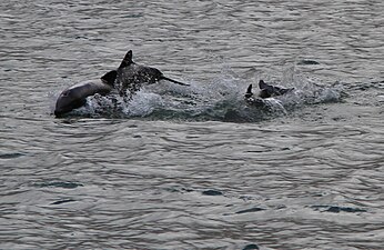 Δελφίνια της Χιλής ή μαύρα δελφίνια (Cephalorhynchus eutropia), στη Νήσο Γκόρντον (Isla Gordon) στη Νότια Χιλή.