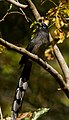 Blue-faced Malkoha by N.A. Naseer