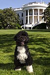 Bo, chien de Barack Obama