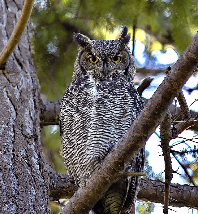 A great horned owl perched on a tree branch