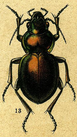 Calosoma elegans