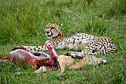 A cheetah with impala kill