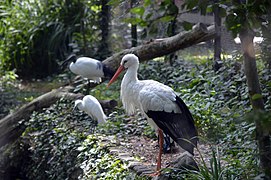 Cigogne blanche (Zoo Amiens).