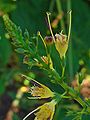 Collinsonia canadensis 003. 
 JPG