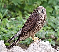 Falco tinnunculus (SDG 15) [39]