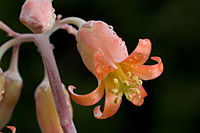 Hexamere bloem van Cotyledon orbiculata