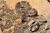 Crotalus oreganus.jpg