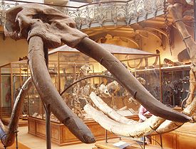 Череп Cuvieronius hyodon, Национальный музей естественной истории, Париж