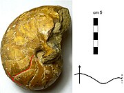 Modello interno di Nautiloide nautilocono (genere Cymatoceras, dall'Albiano del Madagascar). È visibile il decorso delle suture settali, debolmente curvilinee e caratterizzate da un'ampia sella ventrale e da un lobo laterale.