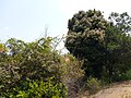 インドコーパル（Vateria indica）の樹形