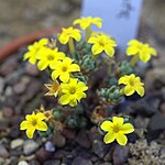 Dionysia denticulata