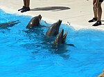 דולפינים בבריכה בגן החיות בטנריף