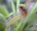 Drosera capensis typ 'broad leaf'