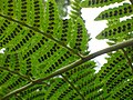 Dryopteris goldieana, fìres del Goldie