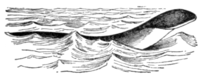 Fig. 1.—Sea-serpent, as seen from H.M.S. "Daedalus."