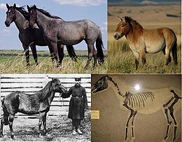 Equus ferus (дикая лошадь) gallery.jpg