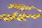 Miniatura per Eriochloa