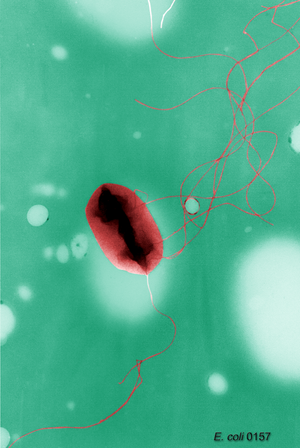 Escherichia coli O157:H7, cell with flagella, ...