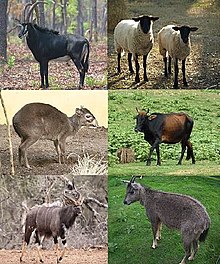 Family Bovidae six species.jpg