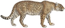 Felis onca - 1818-1842 - Print - Iconographia Zoologica - Special Collections University of Amsterdam - (white background).jpg
