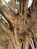 Miniatura para Ficus drupacea
