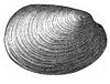 An illustration of the shell of Fordilla