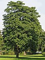 11 / Ailanthus altissima