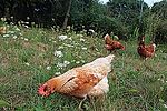 Miniatura para Huevo de gallinas camperas