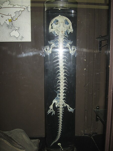 http://upload.wikimedia.org/wikipedia/commons/thumb/e/eb/Giant_salamander_skeleton.JPG/450px-Giant_salamander_skeleton.JPG