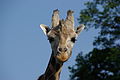 Giraffe at Parc du Reynou