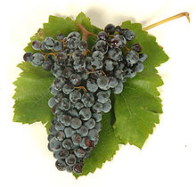 Grappolo di Nero d'Avola.jpg