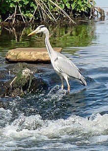 Grey heron fishing in the Trent Grey Heron fishing the River Trent - geograph.org.uk - 1265756.jpg