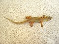 Hemidactylus mabouia, a tropical gecko, in Dominica Edited by: Taniya Brooks.
