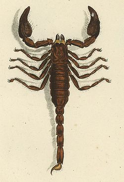 Scorpionidae Latreille, 1802