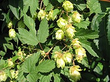 220px-Hopfen3.jpg