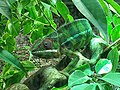 Párduckaméleon (Furcifer pardalis)