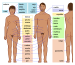 Partes del cuerpo humano interno en ingles juegos