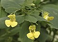 Impatiens pallida