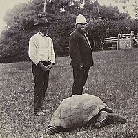 http://upload.wikimedia.org/wikipedia/commons/thumb/e/eb/Jonathan-the-tortoise-1900.jpeg/200px-Jonathan-the-tortoise-1900.jpeg