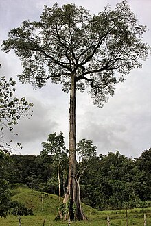 Kapoktræ efterladt på en mark efter skovrydning i Costa Rica.
