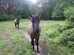 en: A konik horse in the Stobnica Research Sta...